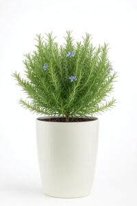 Live Original Rosemary Plant – Fresh Purple Flowering Herb in 8-Inch White Premium Pot | Indoor & Outdoor Herb Plant for Garden, Kitchen & Home Décor